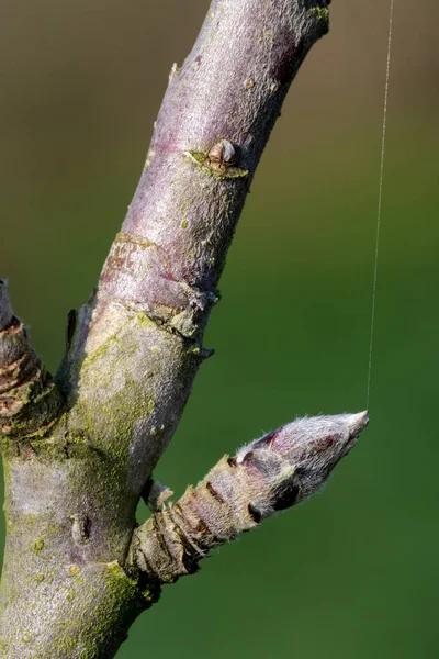 Appelmoes — Stockfoto