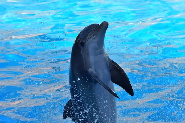 Espectáculo de delfines —  Fotos de Stock