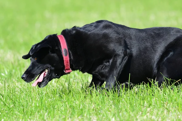 Labrador negro —  Fotos de Stock