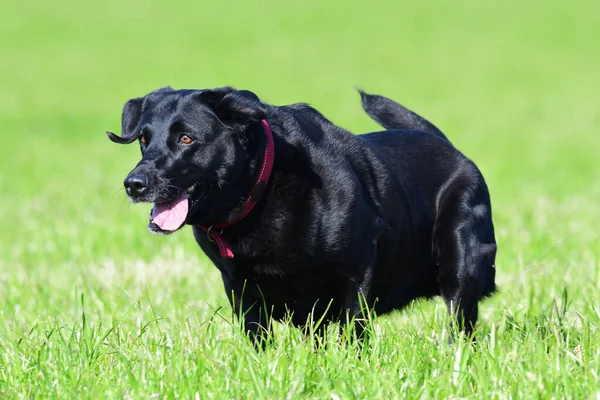 Fekete labrador — Stock Fotó