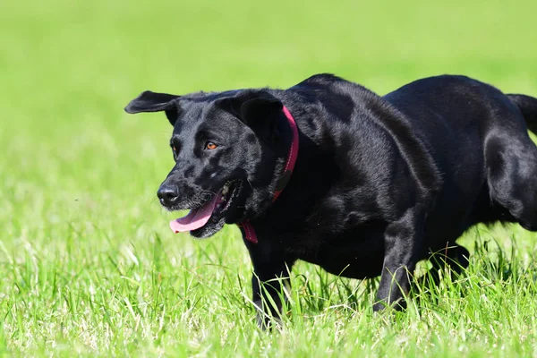 Labrador negro —  Fotos de Stock