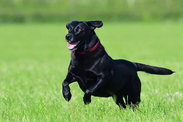 Zwarte labrador retriever — Stockfoto