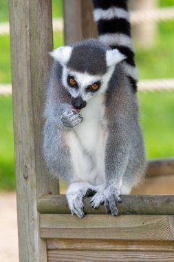 Lemur 'u takip eden halka (Lemur catta)