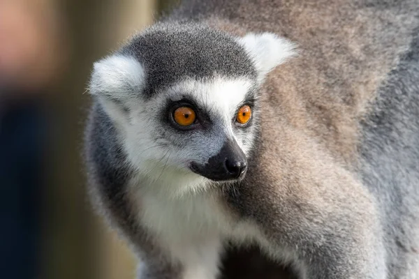 Кольцехвостый Лемур (Lemur catta) — стоковое фото