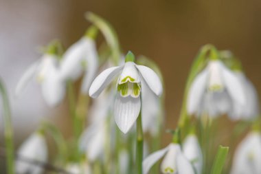 Kardelen (Galanthus nivalis)