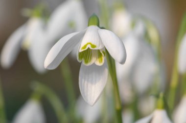 Kardelen (Galanthus nivalis)