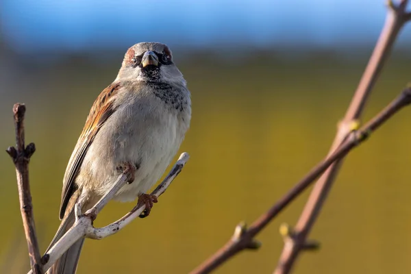 House sparrow (passer domesticus) — Stock Photo, Image