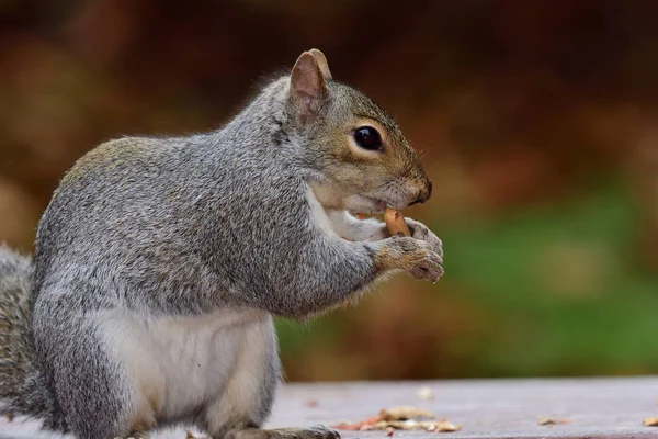 东方灰松鼠（Sciurus carolinensis）) — 图库照片