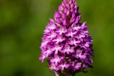 Bir piramit orkidesinin (anakamit piramidalis) açılışını kapat