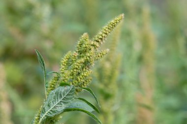 Çiçek açmış bir darı bitkisinin yakınında.