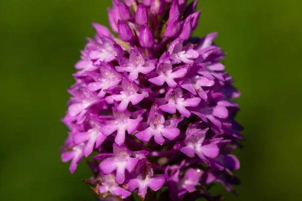 Close Uma Orquídea Pirâmide Anacamptis Pyramidalis Flor — Fotografia de Stock