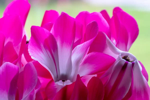 Close Cyclamen Persicum Flowers Bloom — Stock Photo, Image