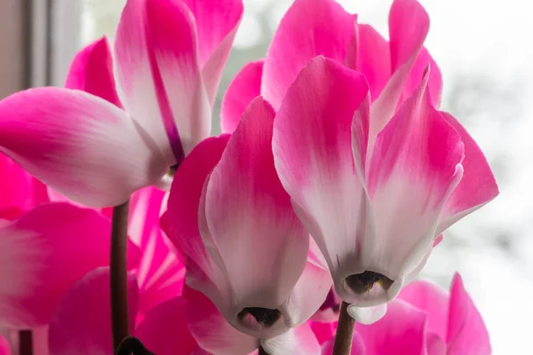 Colorsplash Cyclamen Persicum Flowers Bloom — Stock Photo, Image