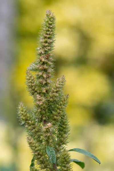 Närbild Hirs Växt Blom — Stockfoto