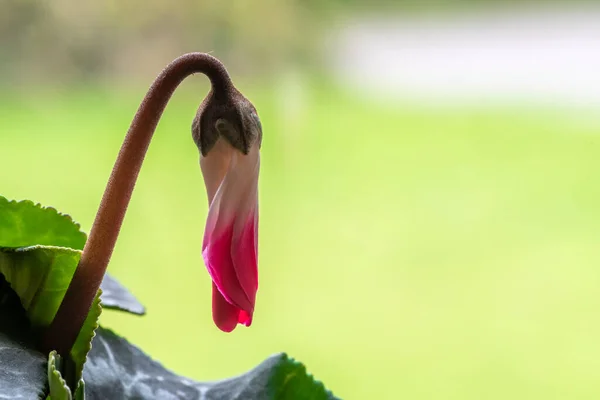 Макрознімок Квітки Цикламена Цвітіння — стокове фото