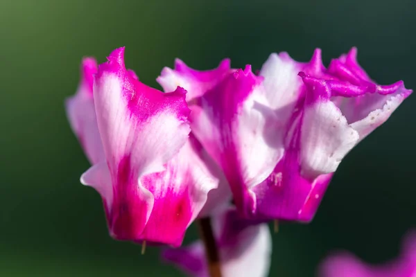 Макрозйомка Квітів Орігамі Цикламена Цвітіння — стокове фото
