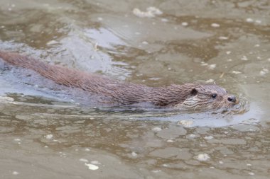 Suda yüzen Avrasyalı bir su samurunun portresi.