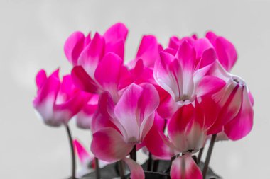 Açan siklamen persicum çiçeklerinin renk sıçraması