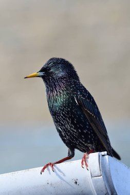 Su oluğuna tüneyen sığırcık portresi (sturnus vulgaris)