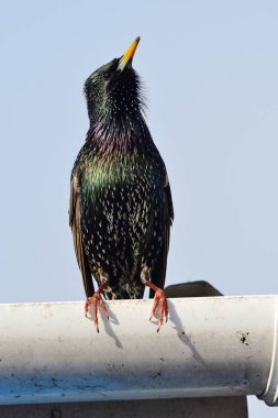 Su oluğuna tüneyen sığırcık portresi (sturnus vulgaris)