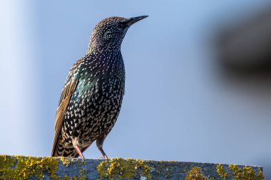 Duvara tünemiş bir sığırcık portresi (sturnus vulgaris).