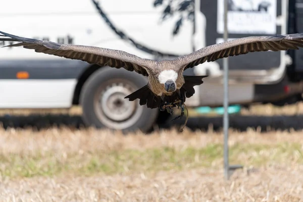 Close up of a white backed vulture (gyps africanus) flying in a falconry display