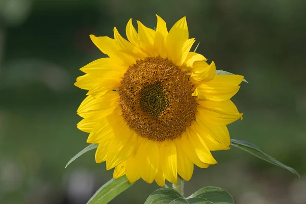 Primer Plano Una Cabeza Girasol Con Fondo Verde —  Fotos de Stock