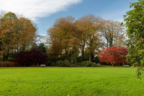 View Autumn Colours Tall Trees — Stock Photo, Image