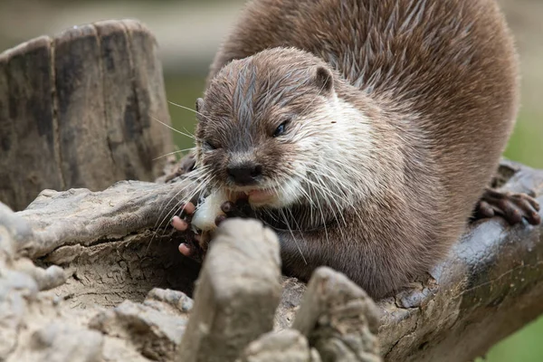 Portrait Asian Small Clawed Otter Amblonyx Cinerea Eating Fish — Stock Photo, Image