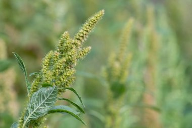 Çiçek açmış bir darı bitkisinin yakınında.