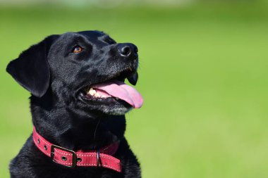 Tarlada oturan sevimli, siyah bir Labrador 'un kafasından.