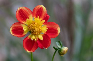 Çiçek açmış kırmızı ve sarı bir yıldız çiçeğine yaklaş.