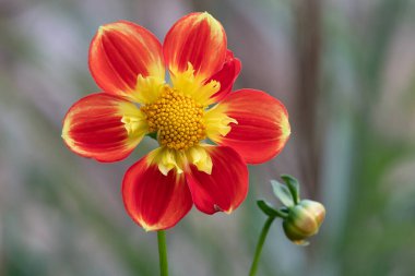 Çiçek açmış kırmızı ve sarı bir yıldız çiçeğine yaklaş.