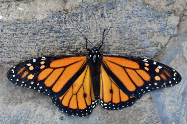 Close Van Een Monarchvlinder Danaus Plexippus — Stockfoto