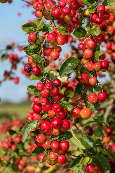 Close Berries Malus Tree Sky Background — 스톡 사진