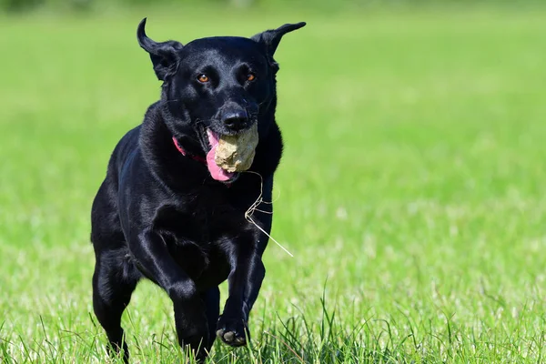 Action Shot Van Een Jonge Zwarte Labrador Retriever Rennend Door — Stockfoto