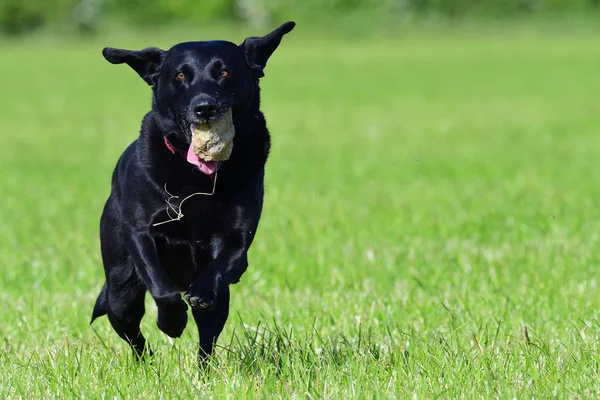 Action Shot Van Een Jonge Zwarte Labrador Rennend Door Een — Stockfoto