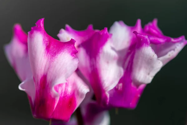 Кольоровий Розмах Квітів Орігамі Цвітіння — стокове фото