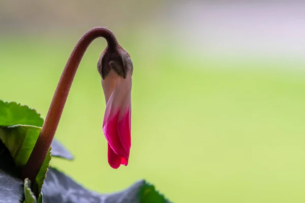 Макрознімок Квітки Цикламена Цвітіння — стокове фото