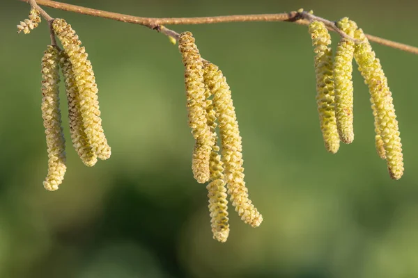 Maduro Masculino Catkins Uma Árvore Hazel Corylus Avellana — Fotografia de Stock