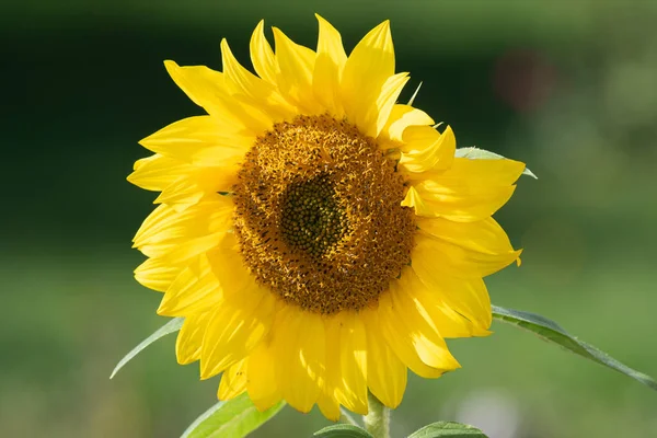 Primer Plano Una Cabeza Girasol Con Fondo Verde —  Fotos de Stock