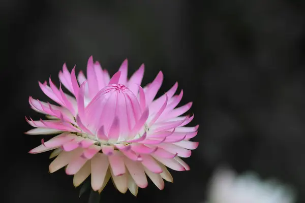 Colorsplash Του Ένα Ροζ Φράουλα Xerochrysum Bracteatum Άνθιση — Φωτογραφία Αρχείου