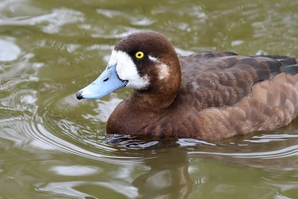 Portrait Une Femelle Grand Fuligule Aythya Marila Nageant Dans Eau — Photo