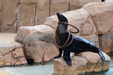 Deniz aslanının (zalophus californianus) deniz aslanı gösterisinde halka yakalama