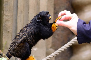 Close up of a red handed tamarin (saguinus midas) being hand fed in a zoo clipart