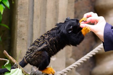 Close up of a red handed tamarin (saguinus midas) being hand fed in a zoo clipart