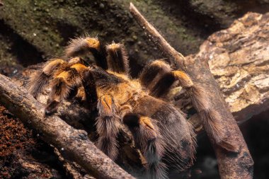 Meksika kızıl dizli tarantulasını kapat (brachypelma harmori)