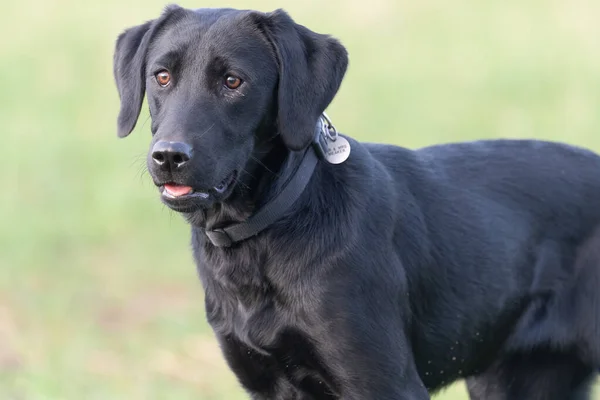 Porträt Eines Sechs Monate Alten Stammbaums Schwarzer Labrador Auf Einer — Stockfoto