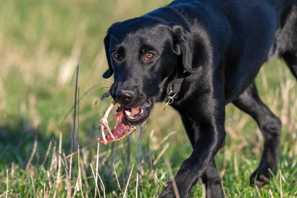 Black Labrador puppy eating a dead bird in a field