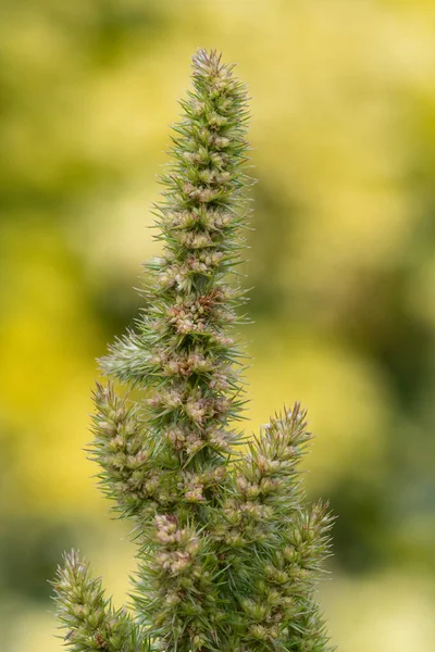 Nahaufnahme Einer Blühenden Hirsepflanze — Stockfoto